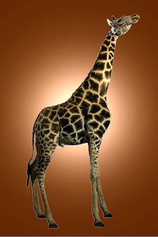 Giraffen Praeparat